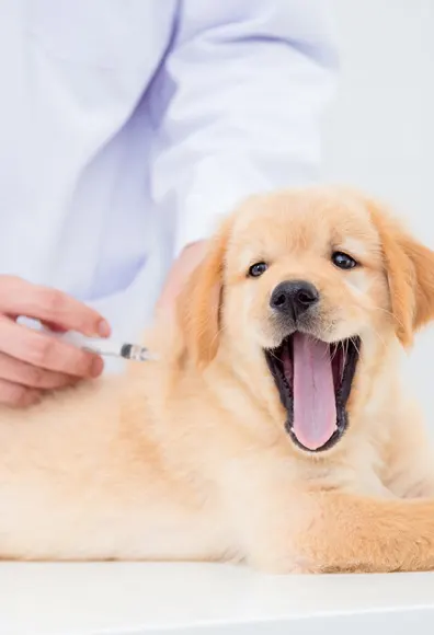 Labrador puppy getting a shot on clinic table from Veterinarian.